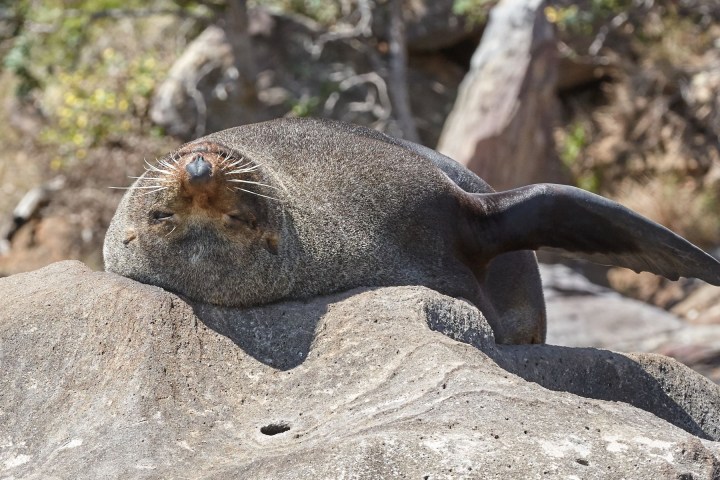 a bird sitting on a rock