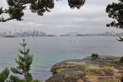 a large tree next to a body of water