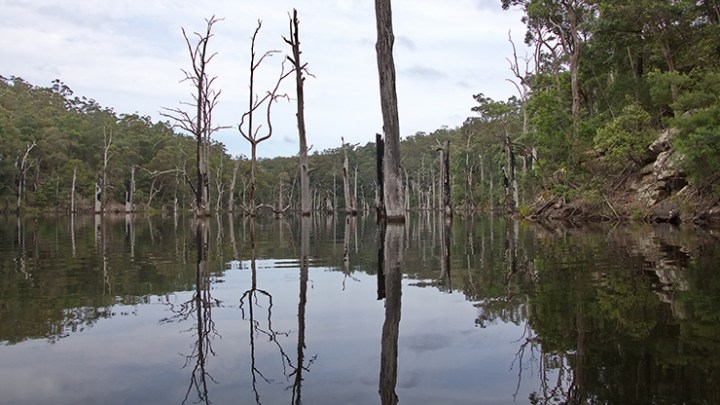 a tree next to a body of water